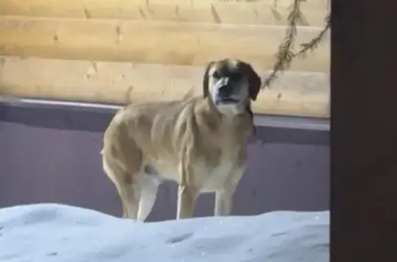 Найдена собака, Кировград, фото: Рыжая собака у Горы Ежовая, Кировград