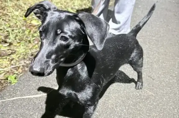 Пропала собака на Буммашевской 8, Ижевск - photo