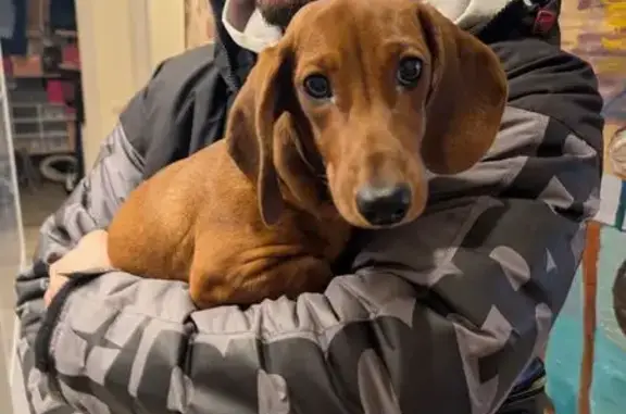 Найдена собака, Ростов-на-Дону, фото: Такса найдена: ул. Шаповалова, 1, Ростов-на-Дону