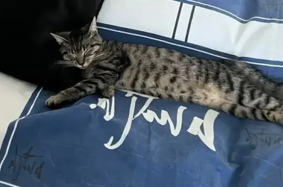 Пропала кошка, ул. Чекистов, Песчаный - photo