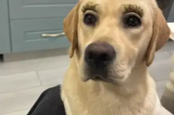 Пропала собака, Онежская ул. 19/38, Москва - photo