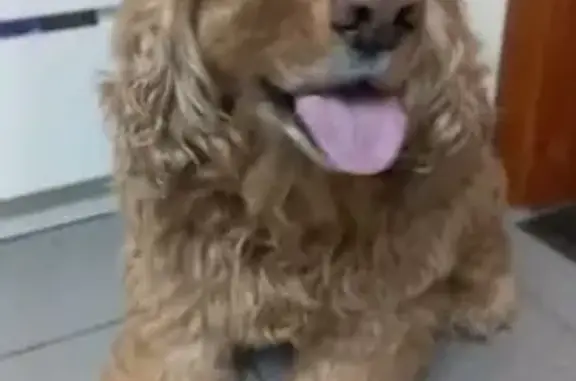 Пропала рыжая спаниель, Краснокамск, Тупиковая - photo