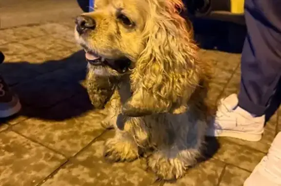 Спаниель найден: ул. Полины Осипенко, 48 - photo