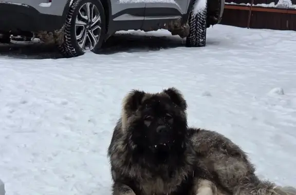 Найдена собака, Панино, фото: Найдена собака, Панино, 46Н-12396