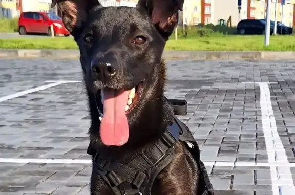 Объявления о пропавших и найденных животных, Омск, фото: Пропала собака, Омск, 21-я Амурская, 49