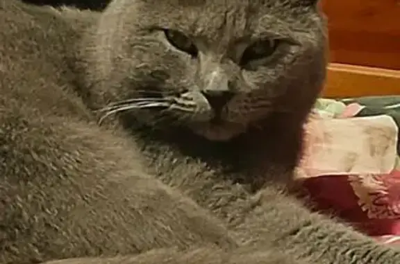 Кошки потеряшки, Анапа, фото: Потеряшка кошка на Северной улице, 100