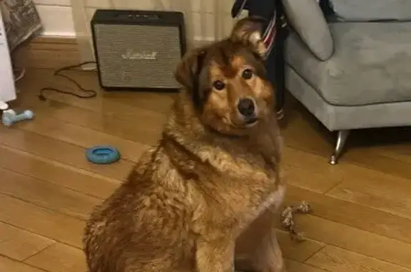 Пропала собака на Ильинском шоссе, 1 - photo