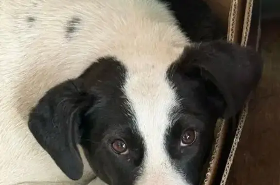 Найдена собака, Ростов-на-Дону, фото: Собака найдена у Мичуринского рынка, Ростов-на-Дону