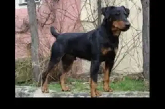 Пропала собака, ул. 2-й Таманской, 106 - photo