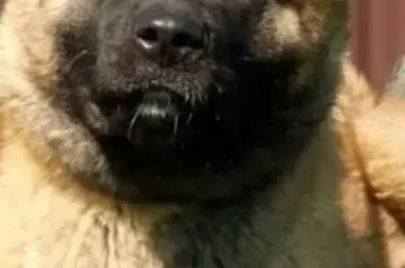 Пропала собака, 23-я улица, 8 - photo