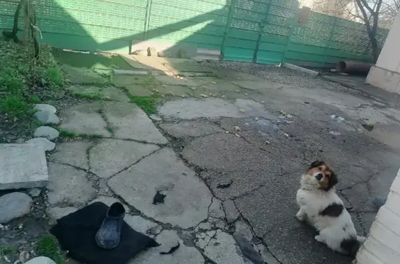 Пропала собака, ул. Чапаева, 101, Афипский - photo