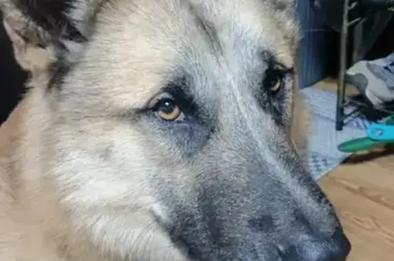 Пропала рыжая собака, Корсаковское 82 - photo