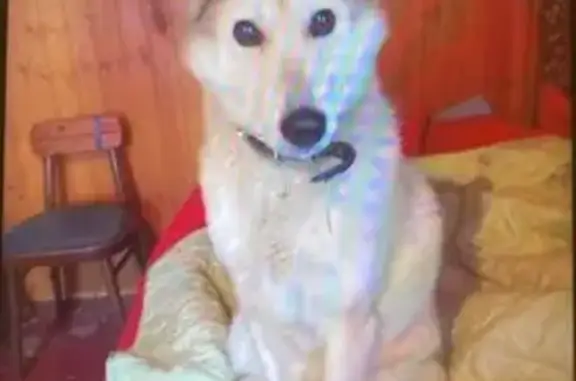 Пропала собака, СНТ Северное, Владимирская обл. - photo