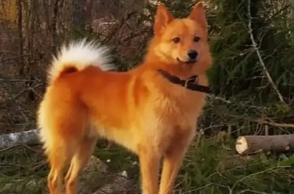 Пропала рыжая лайка, Рябовское СП - photo