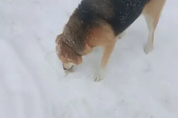 Найдена собака, Челябинск, фото: Найдена собака, ул. Куйбышева, 70, Челябинск