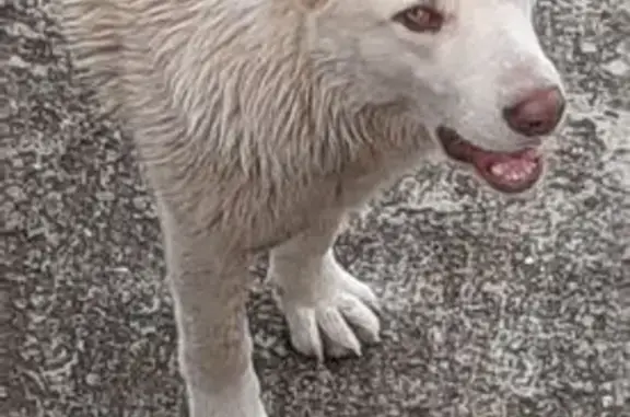 Найдена собака, Верхний Юрт, фото: Собака найдена, СНТ 