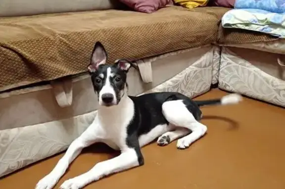 Пропала собака, ул. Орджоникидзе, 20 - photo