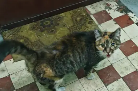 Найдена кошка, Москва, фото: Кошка найдена, шоссе Фрезер, Москва