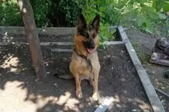 Пропала собака, Береговая ул., Челябинск - photo