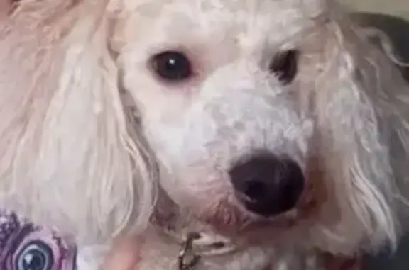 Пропала собака, ул. Бершанской 326, Краснодар - photo