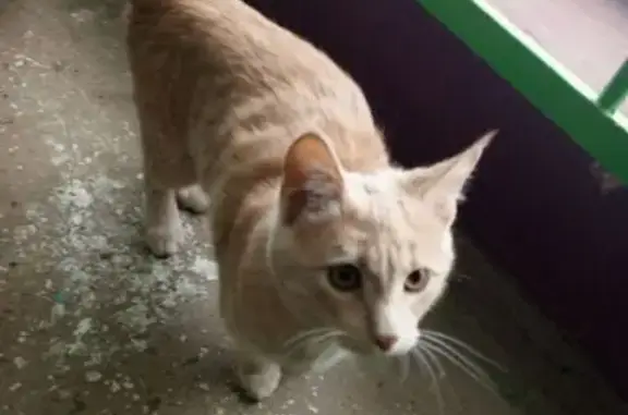 Найдена кошка, Саранск, фото: Кот найден: Лихачёва, 21, Саранск