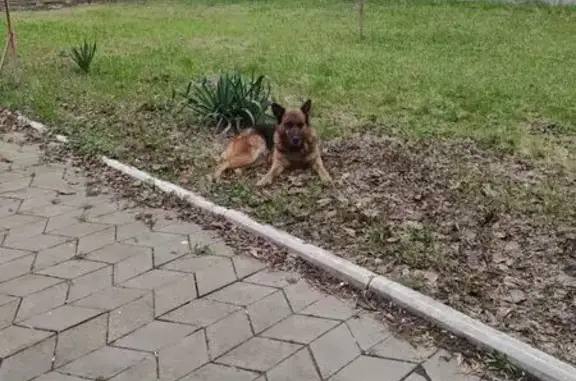 Найдена собака, Краснодар, фото: Овчарка найдена: Промышленная 38, Краснодар