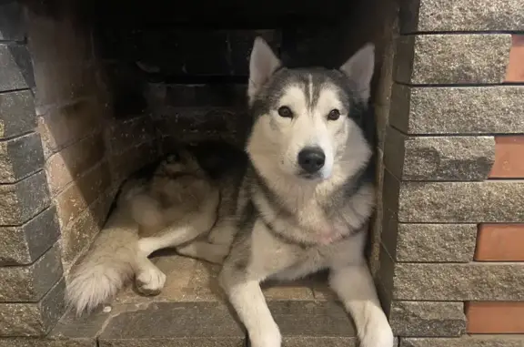 Пропал хаски, Ермака 12, Ростов-на-Дону - photo