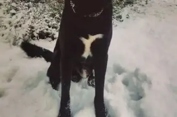 Пропала собака, Петровское, Ленобласть - photo