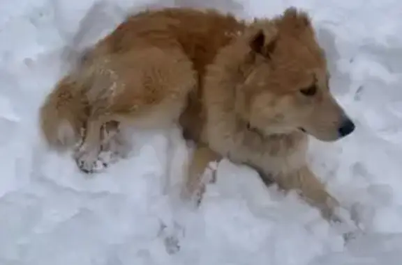 Найдена собака, Михнево, фото: Найдена собака, Михнево