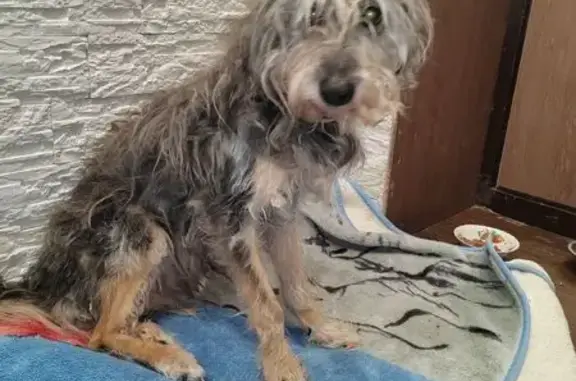 Найдена собака, Салават, фото: Найдена собака, ул. Ленина, 56, Салават