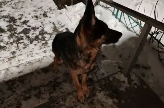 Найдена собака, Челябинск, фото: Найдена собака, шоссе Металлургов, 55А