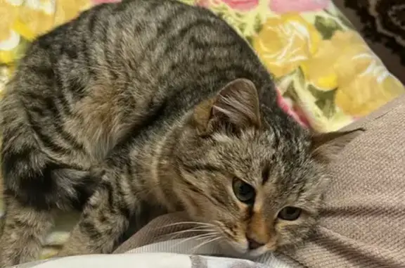 Найденные животные Салават, фото: Кошка найдена на ул. Калинина, 87, Салават