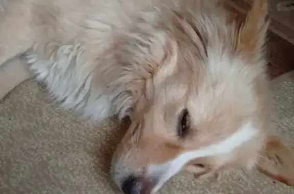 Найдена собака, Брянск, фото: Найдена собака, переулок Кирова, 99