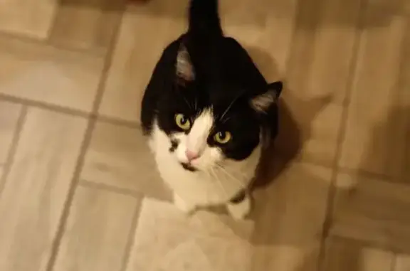 Пропала кошка, ул. Краснопивцева, 3 - photo