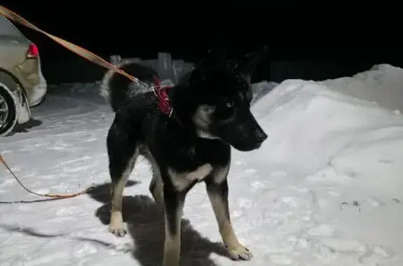 Найдена собака, Гритчино, фото: Собака найдена в Малом Ильинском