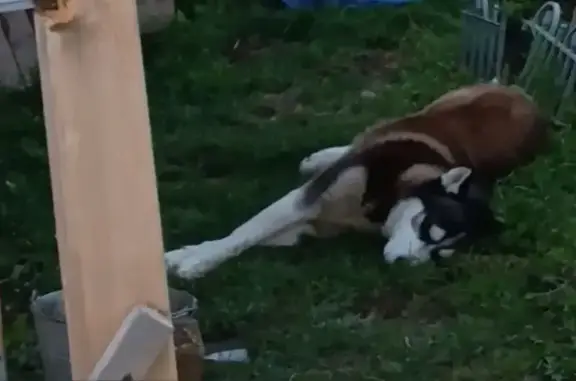 Пропала собака в Величково, 29К-012 - photo