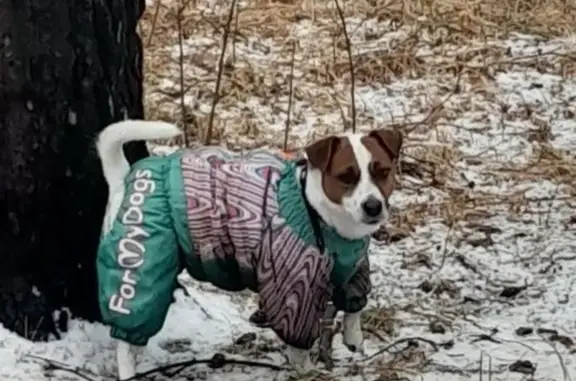 Пропала собака, Иркутск - photo