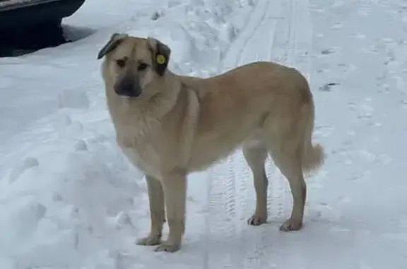 Найдена собака, дома отдыха Бекасово, фото: Собака найдена на Дружной улице, Бекасово