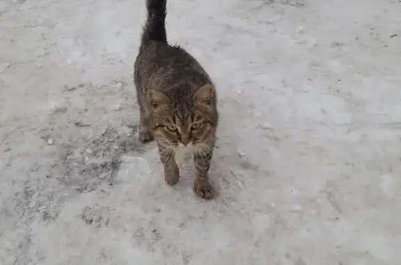 Найдена кошка, Казань, фото: Кошка найдена на ул. Саид-Галеева, Казань