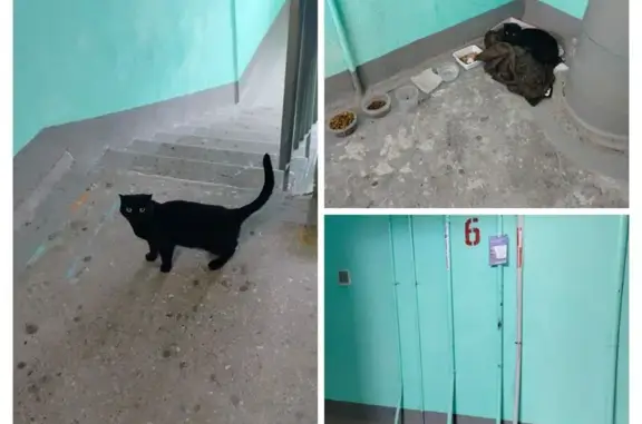 Найдена кошка, Уфа, фото: Кошка найдена на Транспортной 36, Уфа