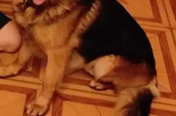 Пропала собака, Воркутинская 28, Вологда - photo