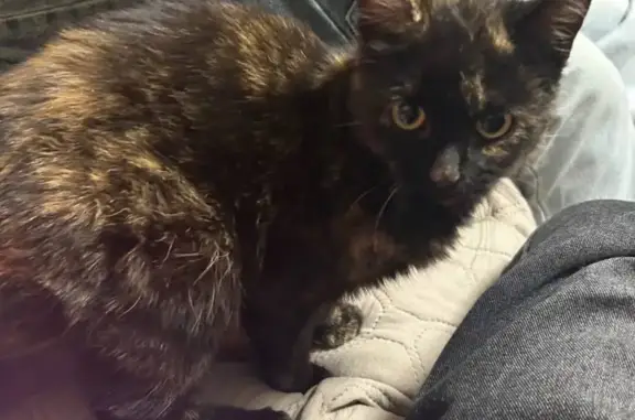 Пропала кошка, ул. Горького, 15, Кировск - photo