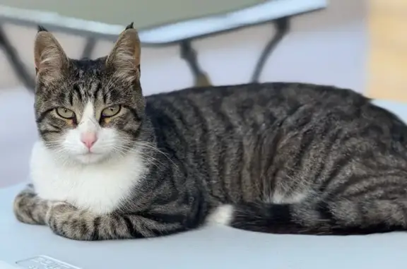 Пропала кошка, Орехово-Зуево - photo