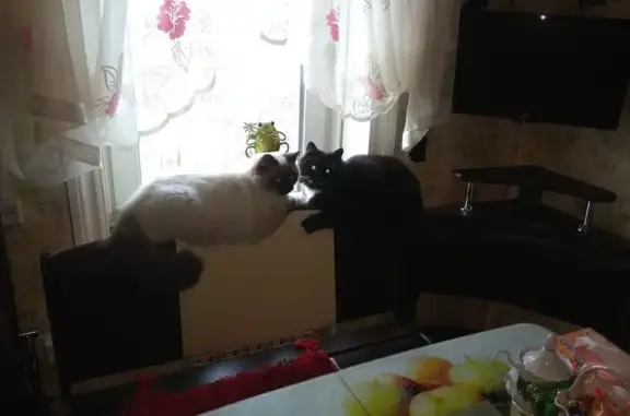 Пропала кошка, Вышний Волочёк - photo