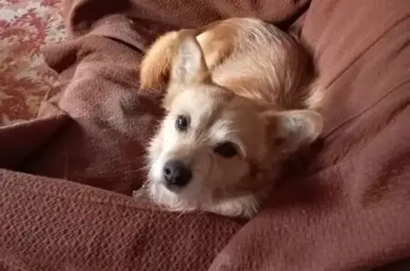 Найдена собака, Ростов-на-Дону, фото: Собака найдена: Самарский пер. 22Б, Ростов-на-Дону