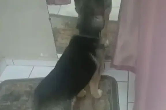 Пропала собака, 29К-012, Величково - photo