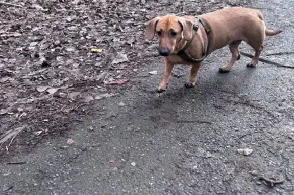 Найдена собака, Ростов-на-Дону, фото: Собака найдена на Орбитальной 32, Ростов-на-Дону