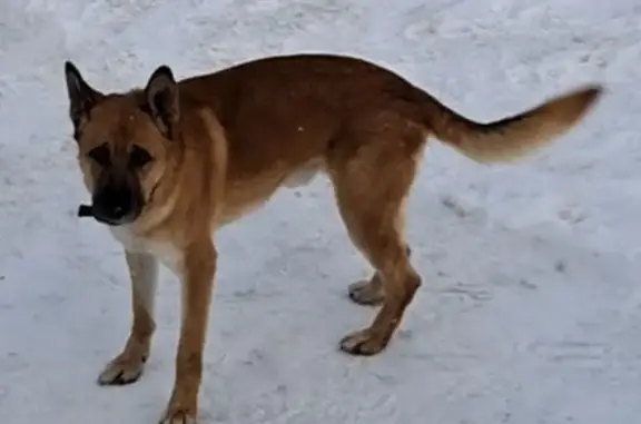 Собаки потеряшки, Ульяновск, фото: Потеряшка собака Рыжий, ул. Первомайская 55А