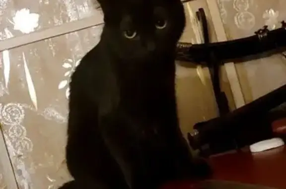 Пропала чёрная кошка, ул. Горького, 13 - photo