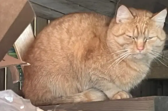 Найдена кошка, Жуковский, фото: Кошка на Праволинейной, 1, Жуковский